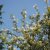 Amelanchier laevis Ballerina, Kopparhäggmispel, busk C3,5