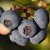 Vaccinium corymbosum Alfred ® (Cosmopolitan) Amerikansk Blåbär, busk C2