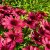 Echinacea hybr. SunSeekers ® Red