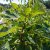 Ficus carica King (Desert King), Fikon / Fikon / Sanpedrofikon, co