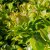 Vaccinium corymbosum Alfred ® (Cosmopolitan) Amerikansk Blåbär, busk C2