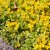 Lysimachia nummularia Aurea, Guldpenningblad, P9cm