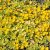 Lysimachia nummularia Aurea, Guldpenningblad, P9cm