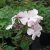 Phlox paniculata Rosa Pastell, Höstflox
