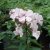 Phlox paniculata Rosa Pastell, Höstflox
