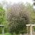 Prunus padus Colorata