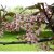Prunus padus Colorata