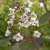 Catalpa bignonioides