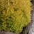 Thuja occidentalis Rheingold