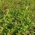 Diervilla lonicera Dilon