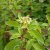 Cornus sericea Firedance ® (Bailadeline), Videkornell, busk C3,5