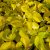 Cornus alba Neon Burst ® (Byboughen), Rysk Kornell, busk C3,5