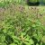 Geranium phaeum