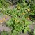 Geum hybr. Carlskaer