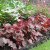 Heuchera hybr. Rachel