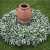 Hosta fortunei Patriot, Blomsterfunkia