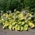 Hosta hybr. Zounds, Funkia, P9cm