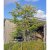 Gleditsia triacanthos Sunburst