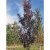 Prunus serrulata Royal Burgundy, Japansk Prydnadskörsbär