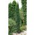 Taxus baccata Fastigiata Robusta