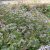 Eurybia (Aster) divaricata
