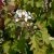 Hydrangea quercifolia