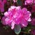 Rhododendron japonica Königstein