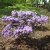 Rhododendron x lapponicum Blue Tit
