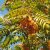 Sorbus Joseph Rock