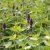 Agastache hybr. Blue Boa, Anisisop, P9cm