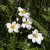 Anemone tomentosa Royal Blanco