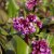 Bergenia hybr. Rotblum, Trädgårdsbergenia, P9cm