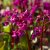 Bergenia cordifolia Eroica (Overture)