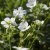 Geranium maculatum Album