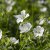 Geranium maculatum Album
