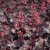 Heuchera hybr. Black Forest Cake, Alunrot, C11cm