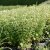 Clinopodium (Calamintha) nepeta Marvelette White