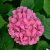 Hydrangea macrophylla Alpenglühen