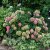Hydrangea macrophylla Alpenglühen