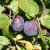 Prunus domestica Avalon