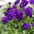 Viola x williamsii Martin, Bukettviol