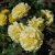 floribunda Gripsholm (Viborg, Poullug) ™, Floribundaros, C4