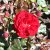 floribunda Carl Philip ® (Korpeahn), Floribundaros, C4