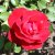 floribunda Carl Philip ® (Korpeahn), Floribundaros, C4