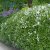 Deutzia gracilis