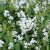 Deutzia gracilis