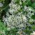 Eurybia (Aster) divaricata