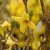 Forsythia x intermedia Goldrausch