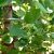 Liriodendron tulipifera Fastigiatum
