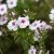 Phlox paniculata Early Light Pink ®, Höstflox, SQ1